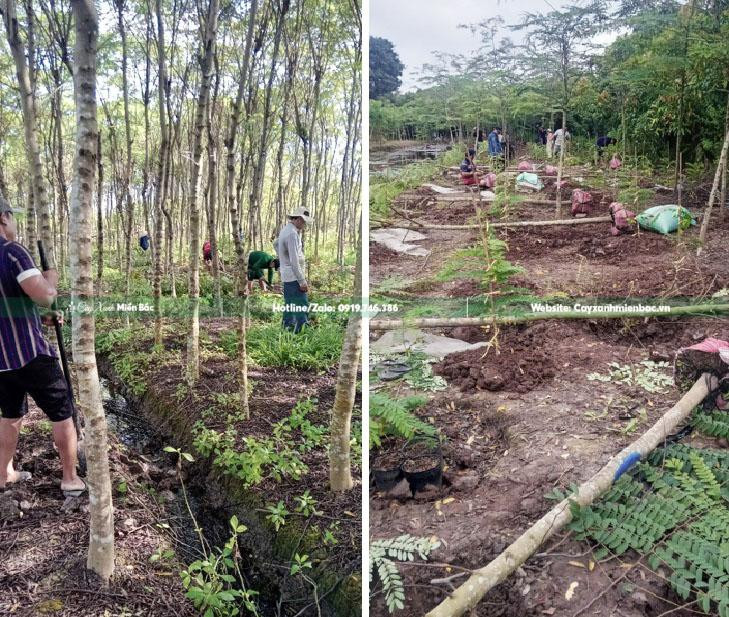 Chăm sóc cây muồng hoa đào