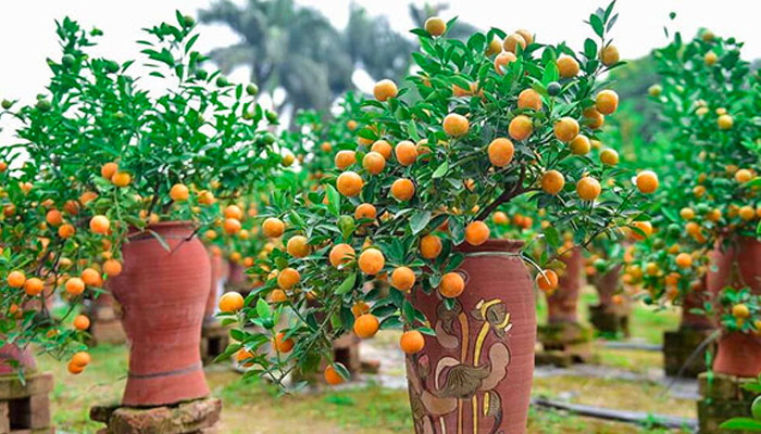 Chăm sóc định kỳ giúp cây quất phát triển khỏe mạnh, phòng tránh sâu bệnh gây hại