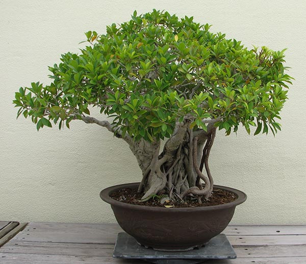 Hình ảnh chậu si bonsai tạo dáng nghệ thuật