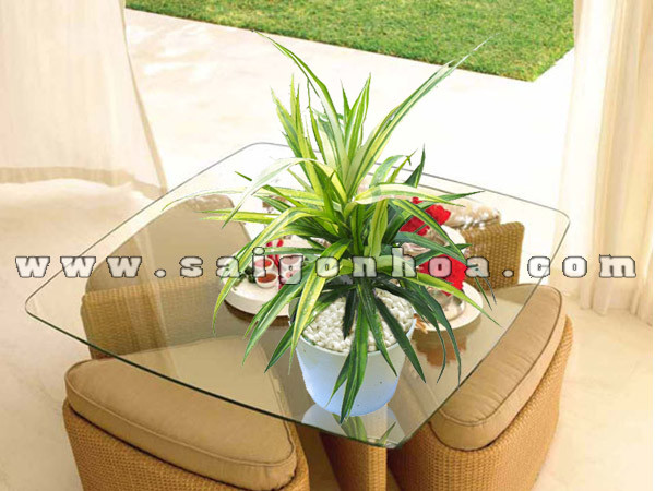 Chậu cây Dứa Vạn Phát nhỏ trang trí bàn làm việc