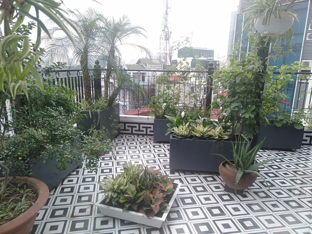 Chậu chữ nhật trồng cây trang trí không gian sống trong nhà