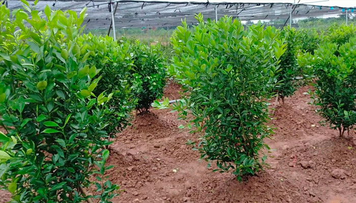 Chuẩn bị cây quất giống khỏe mạnh để trồng cho vụ Tết