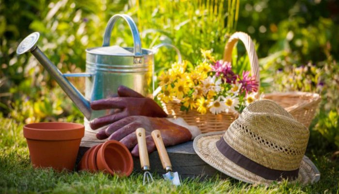 Chuẩn bị chậu, đất và các dụng cụ cần thiết cho việc trồng cây tử đằng