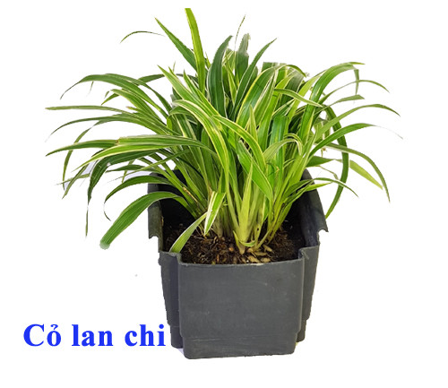 Cỏ lan chi