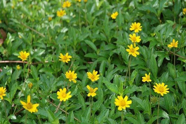 Hình ảnh cây cúc dại - Thảo dược có công dụng tiềm năng