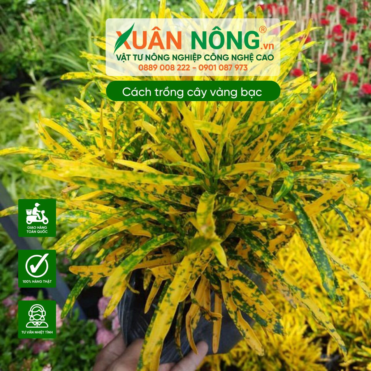 Cây vàng bạc trồng viền trang trí khuôn viên sân vườn