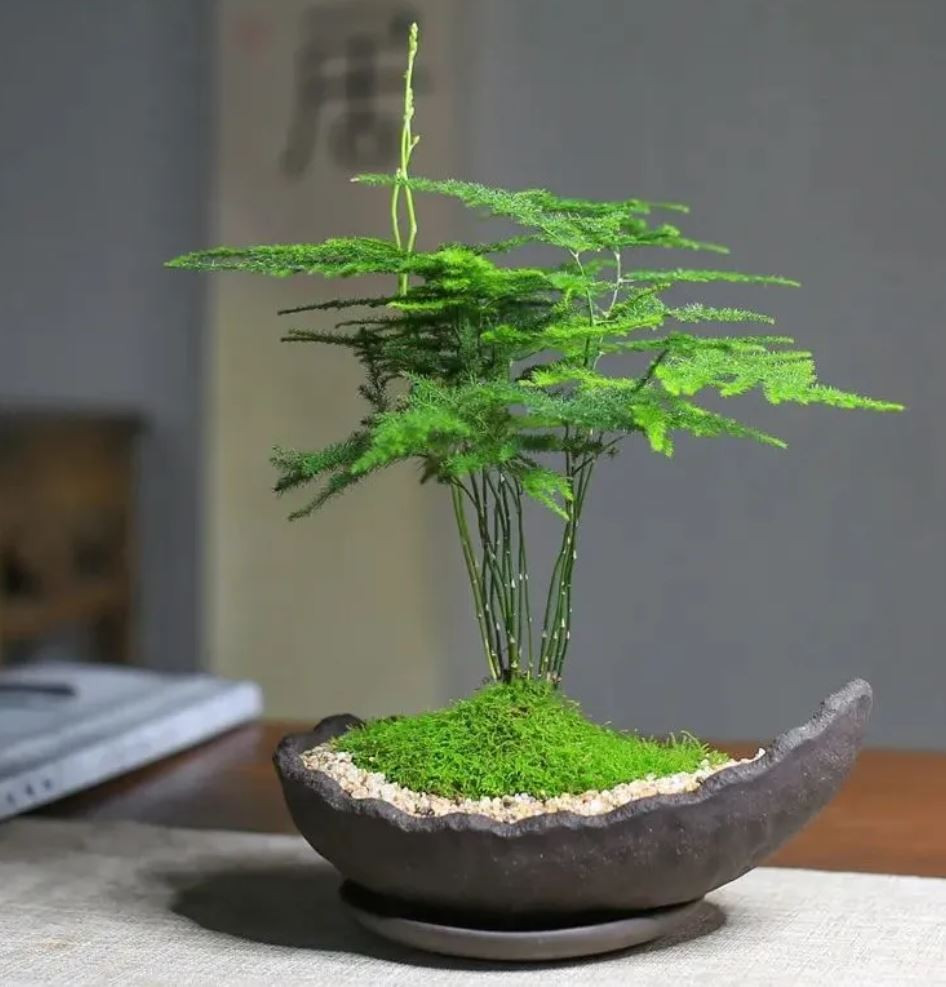 Chậu cây Kim Thủy Tùng mini trang trí bàn làm việc