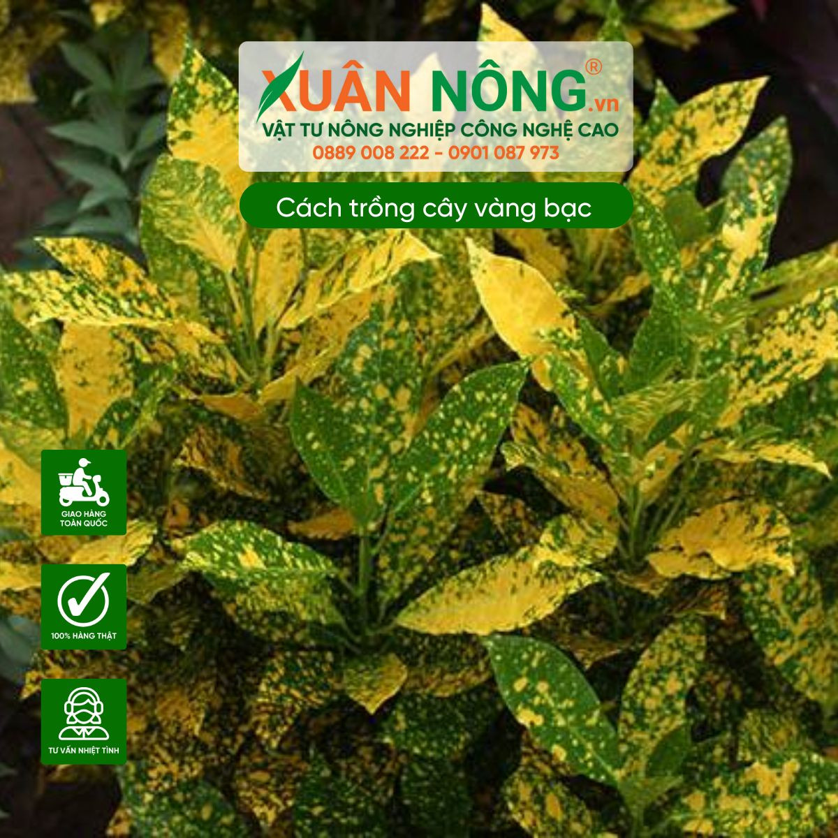 Cận cảnh lá cây vàng bạc với vân màu vàng nổi bật trên nền xanh