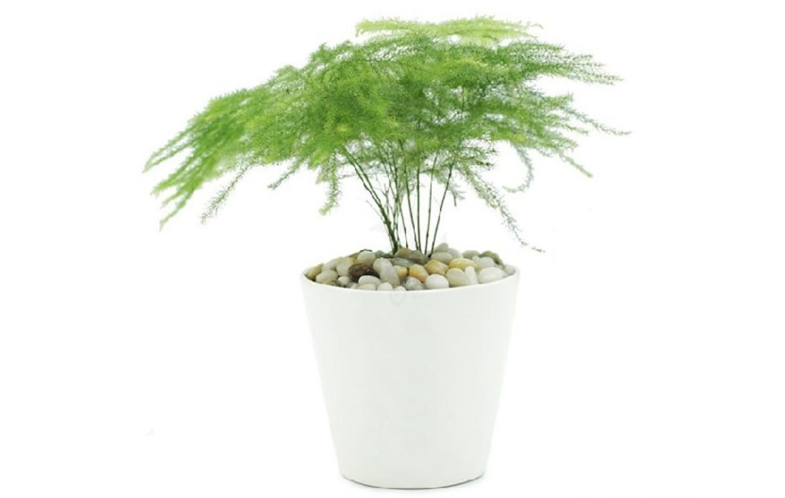 Cận cảnh cành lá như kim của cây Kim Thủy Tùng