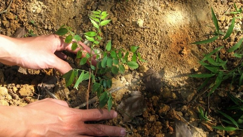 Hướng dẫn kỹ thuật trồng cây huỳnh đàn (sưa đỏ) ngoài đất
