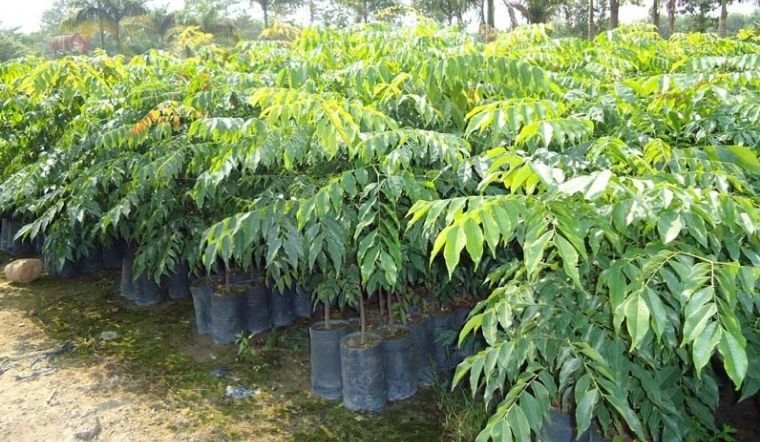 Đặc điểm nhận biết lá, quả và vỏ cây huỳnh đàn (sưa đỏ)