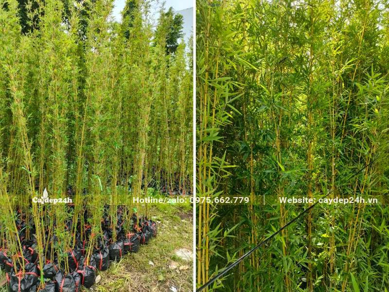 HÃ¬nh dÃ¡ng tá»•ng thá»ƒ cho Ä‘áº¿n thÃ¢n cÃ nh vÃ  lÃ¡ cÃ¢y TrÃºc QuÃ¢n Tá»­