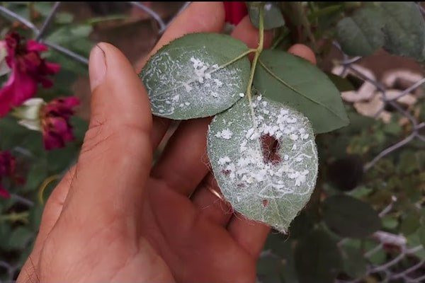Rệp sáp trắng bám trên thân cây cảnh cần được xử lý