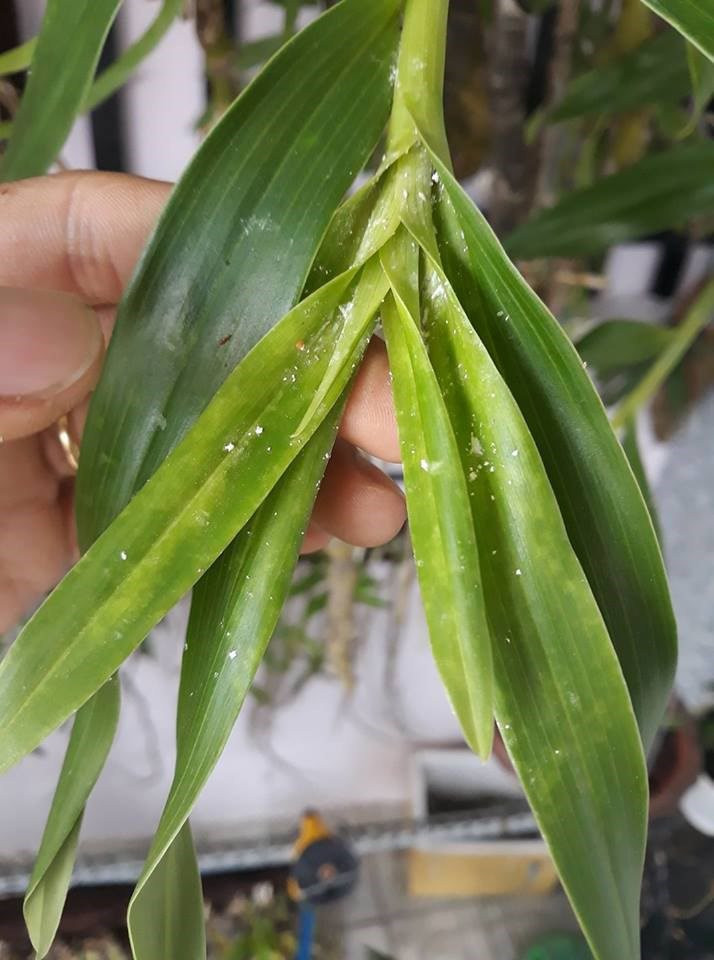 Kiểm tra kỹ từng ngóc ngách trên cây để phun thuốc diệt rệp sáp