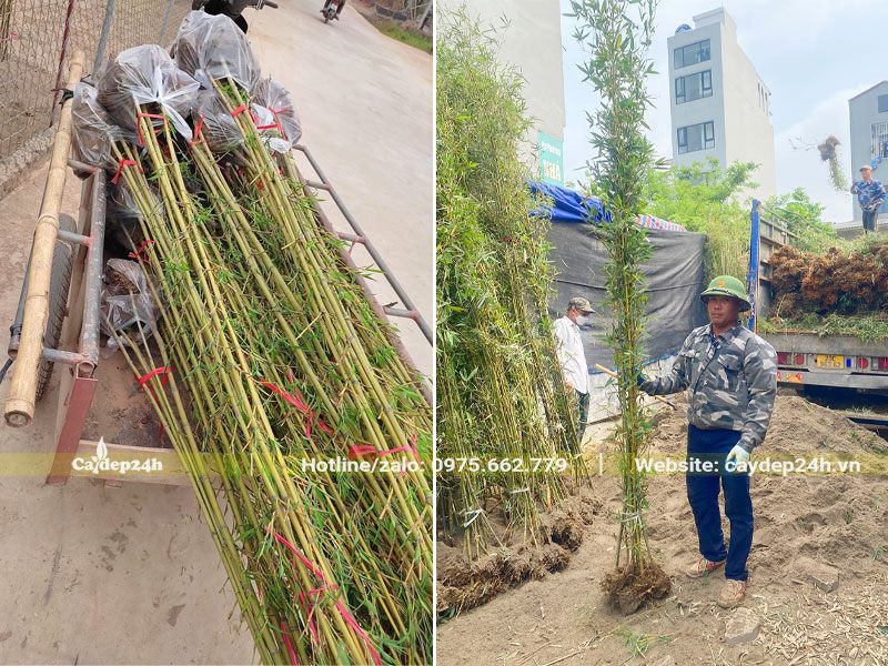 Nhá»¯ng bÃ³ TrÃºc QuÃ¢n Tá»­ kÃ­ch thÆ°á»›c Ä‘á»‹u tÄƒm táº¯p Ä‘Æ°á»£c váº­n chuyá»ƒn giao cho khÃ¡ch hÃ ng