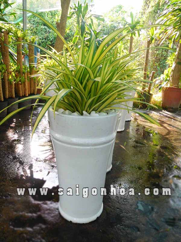 Dứa Vạn Phát đặt trong không gian phòng khách hoặc văn phòng