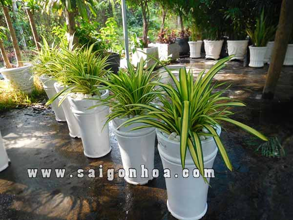Cây Dứa Vạn Phát dáng lớn trồng trong chậu làm cây nội thất