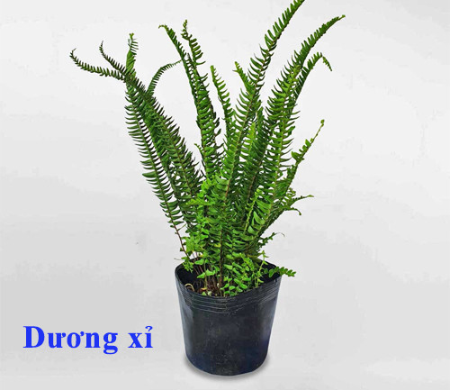 Dương xỉ