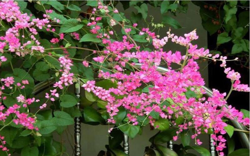 Giàn hoa tigon