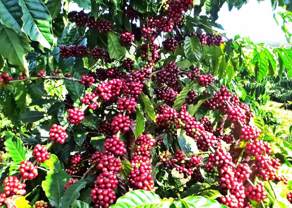 Hình ảnh cây cà phê lúc quả chín đỏ mọng trên cành, vẻ đẹp mùa thu hoạch.