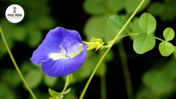 Hạt giống Hoa Đậu biếc