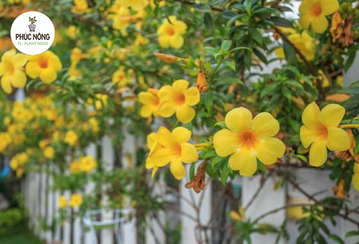 Hạt giống hoa dây leo Hoàng Thảo