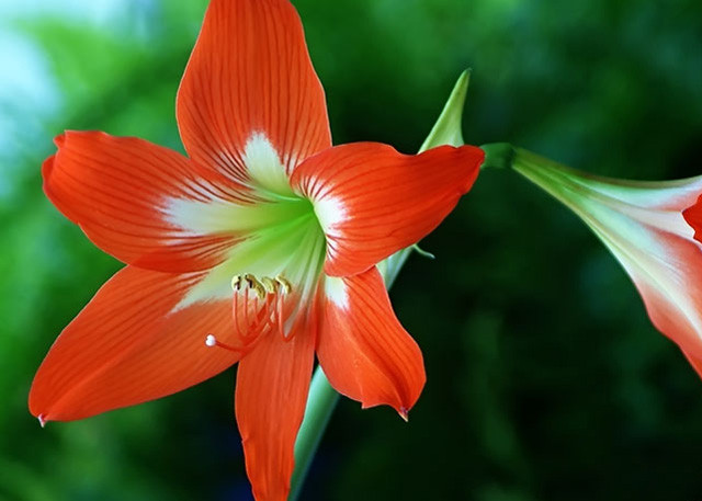Bông hoa amaryllis đỏ rực rỡ
