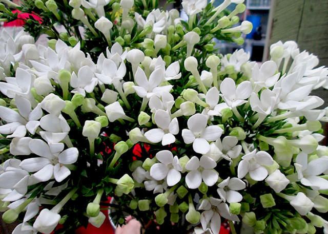 Những chùm hoa bourvardia nhỏ hình sao