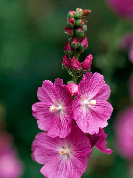Những chùm hoa cải Matthiola Incana đứng thẳng