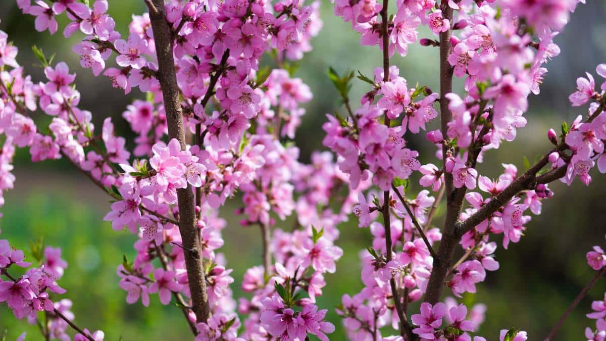 Hoa đào trưng tết màu hồng
