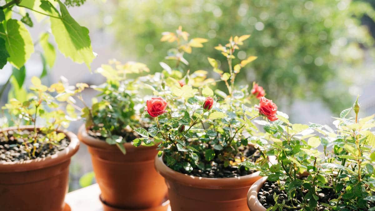 Bình hoa hồng đỏ cho không khí thêm nồng ấm