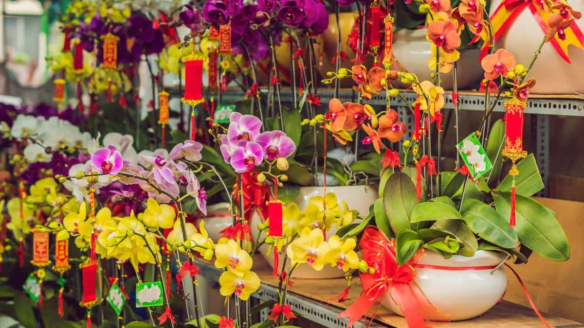 Chọn hoa trưng Tết sao cho tươi lâu và ý nghĩa