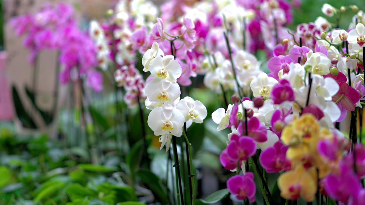 Chậu hoa lan hồ điệp quý phái trưng Tết