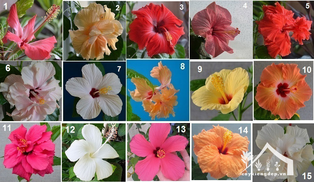 Hoa dâm bụt đỏ tươi dưới ánh nắng