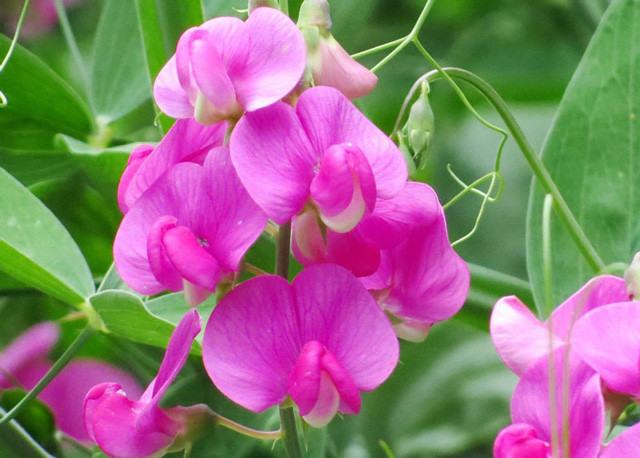 Chùm hoa đậu ngọt nhỏ nhắn, dịu dàng