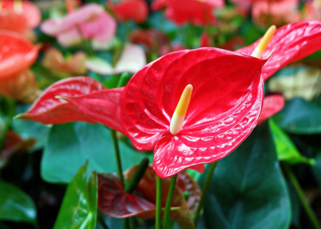 Bông hoa hồng môn đỏ hình trái tim nổi bật