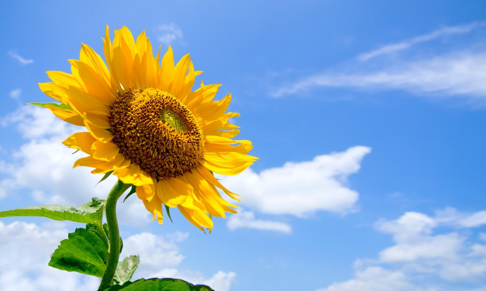 Ý nghĩa đa dạng của cây hướng dương