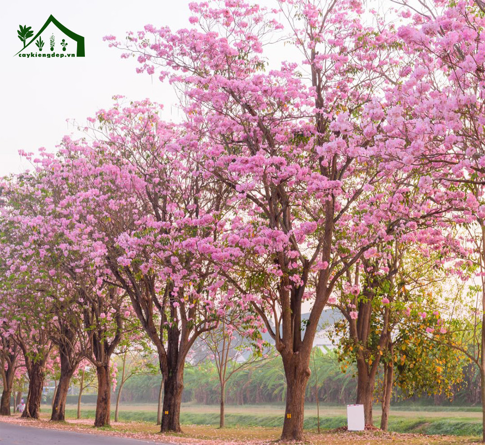 Cây kèn hồng với những chùm hoa màu hồng rực rỡ