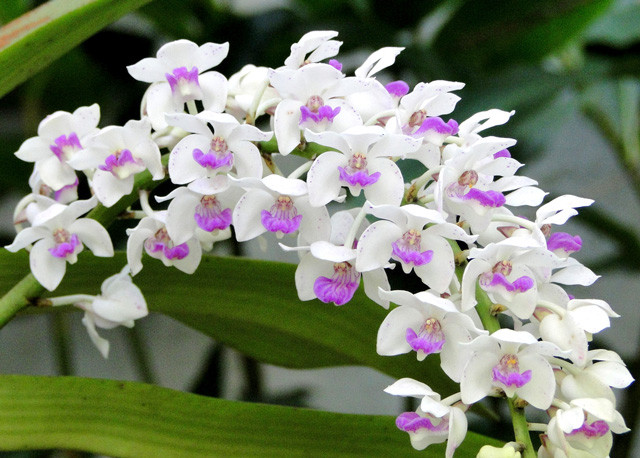Vẻ đẹp tinh tế và sang trọng của hoa lan