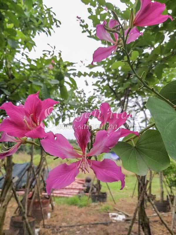 Bông hoa móng bò tím không có sọc với nhị hoa rõ rệt