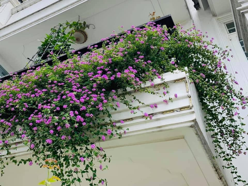 Cây ngũ sắc tím rủ với chùm hoa tím đặc trưng
