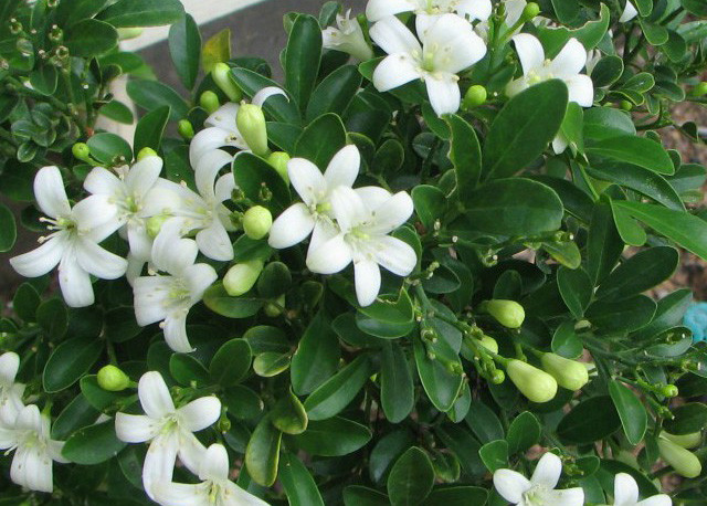 Những chùm hoa nguyệt quế nhỏ màu trắng hồng