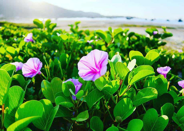 Bông hoa morning glory hình loa kèn nở rộ