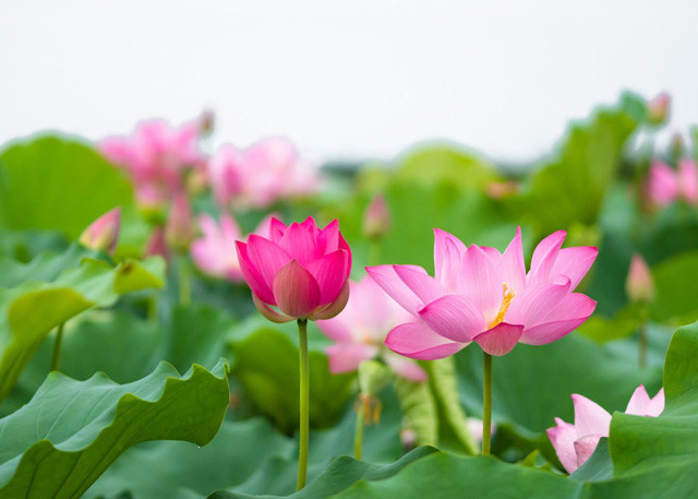 Hoa sen hồng thanh thoát nở rộ trên mặt nước, biểu tượng của sự tinh khiết và giác ngộ