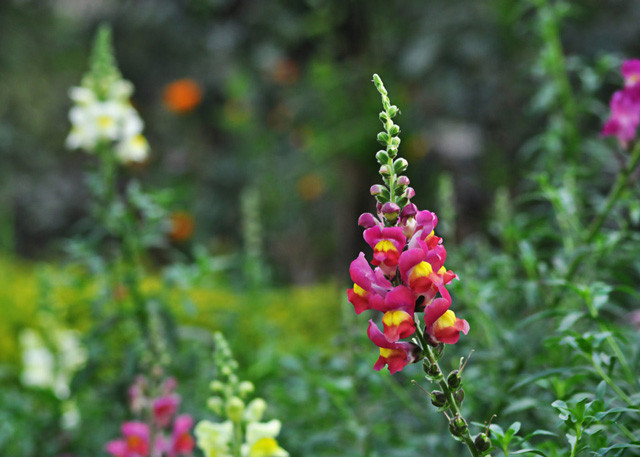 Những bông hoa snapdragon với hình dáng giống mõm rồng