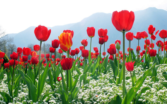Những bông hoa tulip nhiều màu sắc rực rỡ, tượng trưng cho sự sang trọng và duyên dáng