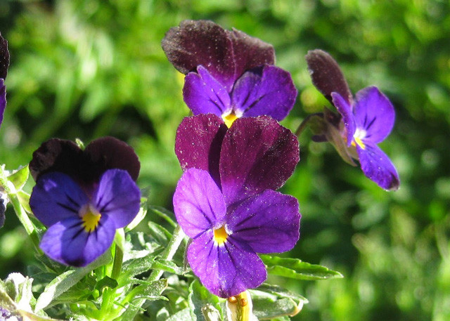Những bông hoa violet tím nhỏ bé