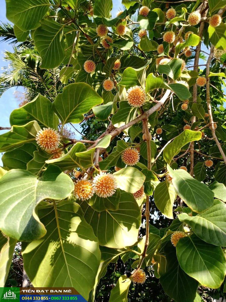 Trái gáo vàng Nauclea orientalis hình cầu có gai mềm