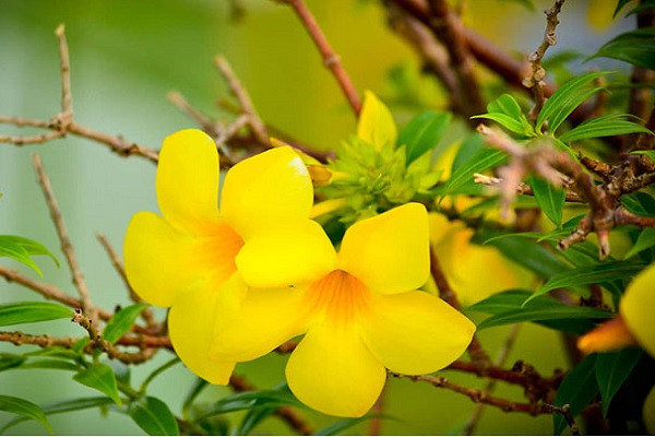 Hoa huỳnh anh tượng trưng cho tình yêu chân thành