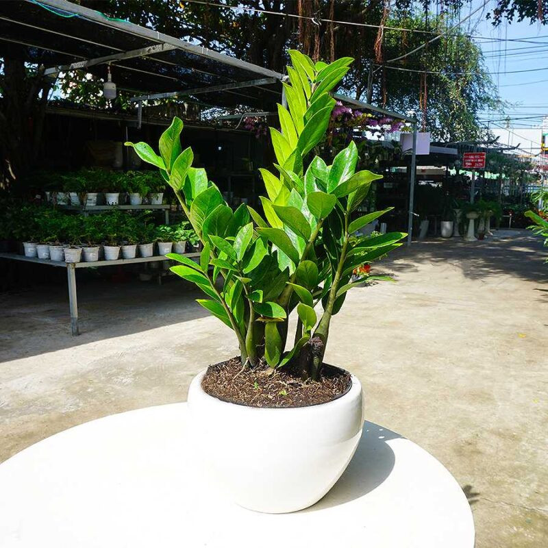 Định kỳ nên cho cây phát tài tắm nắng nhẹ